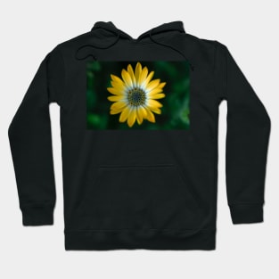 yellow flower plant Hoodie